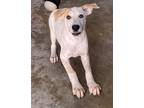 Adopt Spatula a White Australian Cattle Dog / Mixed dog in San Marcos