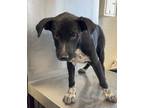 Adopt Potato Masher a Black Australian Cattle Dog / Mixed dog in San Marcos