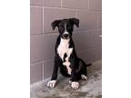 Adopt Ladle a Black Border Collie / Mixed dog in San Marcos, TX (39164942)