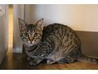 Adopt Oscar (shy) a Brown or Chocolate Domestic Shorthair / Domestic Shorthair /