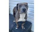 Adopt Perry The Platypus a Pit Bull Terrier / Dachshund / Mixed dog in Lincoln