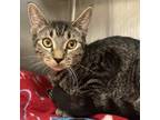 Adopt Pizzazz a Brown or Chocolate Domestic Shorthair / Domestic Shorthair /
