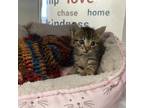 Adopt Grasshopper a Brown or Chocolate Domestic Shorthair / Domestic Shorthair /