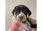 Adopt Yankee a Black Retriever (Unknown Type) / Mixed dog in Carrollton