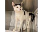 Adopt Mimi a White Domestic Shorthair / Domestic Shorthair / Mixed cat in