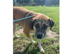 Adopt Billina a Mastiff / Mixed dog in Lincoln, NE (39164870)