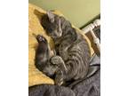 Adopt Buddy a Gray or Blue Tabby / Mixed (medium coat) cat in Spokane