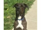 Adopt Rex a Labrador Retriever / Mixed dog in Sioux City, IA (39164905)