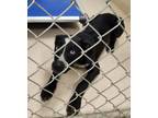 Adopt 17056 a Australian Cattle Dog / Mixed dog in Covington, GA (39164835)