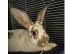 Adopt Butterscotch (mcas) a English Spot / Mixed rabbit in Troutdale