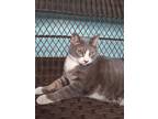 Adopt MAXINE a Gray or Blue (Mostly) Domestic Shorthair / Mixed (short coat) cat
