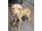 Adopt Reindeer a Tan/Yellow/Fawn Labrador Retriever / Mixed dog in Hilton Head