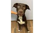 Adopt Allenwood a Brown/Chocolate Labrador Retriever / Mixed dog in Hilton Head