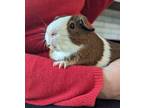 Adopt Woody a Guinea Pig small animal in Oceanside, CA (39135701)