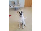 Adopt Moose a White Anatolian Shepherd / Mixed dog in Westampton, NJ (39164175)