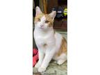 Adopt Pikachu & Pumpkin a Orange or Red Tabby Tabby / Mixed (short coat) cat in