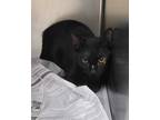 Adopt 54109084 a All Black Domestic Shorthair / Domestic Shorthair / Mixed cat