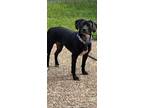 Adopt Moana a Black - with White Beagle / American Pit Bull Terrier / Mixed dog
