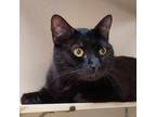 Adopt Midnight a All Black Domestic Shorthair / Mixed cat in Ballston Spa