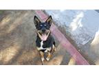Adopt Freddy a Rottweiler / Shiba Inu / Mixed dog in Escondido, CA (39164591)