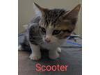 Adopt Scooter a Brown or Chocolate Domestic Shorthair / Domestic Shorthair /