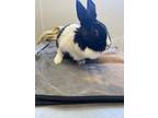 Adopt Stormi a Black Dwarf / Mixed rabbit in Burton, MI (39164466)