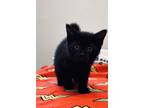 Adopt Denzel a All Black Domestic Shorthair / Domestic Shorthair / Mixed cat in