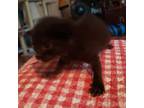 Adopt Buffy a All Black Domestic Mediumhair / Mixed cat in Jefferson City