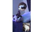 Adopt Milk a White (Mostly) American Shorthair / Mixed (short coat) cat in
