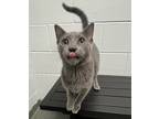 Adopt Gracie a Gray or Blue Domestic Shorthair / Domestic Shorthair / Mixed cat