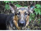 Adopt Milo a Brown/Chocolate - with Tan German Shepherd Dog / Mixed dog in
