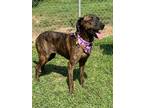 Adopt Cindy a Brindle Plott Hound / Mixed dog in Gainesville, GA (39164451)