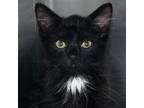 Adopt Phobos a All Black Domestic Mediumhair / Domestic Shorthair / Mixed cat in