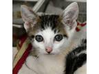 Adopt Antonio a White Domestic Shorthair / Domestic Shorthair / Mixed cat in