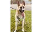 Adopt Freddie a Tan/Yellow/Fawn - with White German Shepherd Dog / Mixed dog in