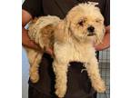 Adopt Center Stage a Tan/Yellow/Fawn Shih Tzu / Mixed dog in Prole