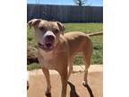 Adopt Remi a Tan/Yellow/Fawn - with White American Pit Bull Terrier / Mixed dog