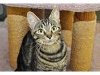 Adopt Brita a Brown Tabby Domestic Shorthair (short coat) cat in Coupeville