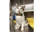 Adopt Whiskey a White Domestic Shorthair cat in Johnstown, PA (39132248)
