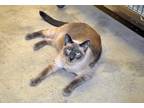 Adopt Catatouille a Gray or Blue (Mostly) Siamese (short coat) cat in