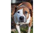 Adopt Franky a Pit Bull Terrier / Mixed dog in Troy, VA (39164281)