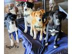 Adopt Betty a Black - with White Labrador Retriever / Australian Cattle Dog /