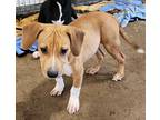 Adopt Cappy a Tan/Yellow/Fawn - with White Boxer / Dachshund / Mixed dog in