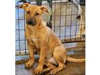 Adopt Tito a Red/Golden/Orange/Chestnut Boxer / Rhodesian Ridgeback / Mixed dog