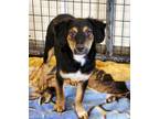 Adopt Sherlock a Tricolor (Tan/Brown & Black & White) Australian Cattle Dog /