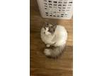 Adopt Sandwich a White (Mostly) Ragdoll / Mixed (medium coat) cat in Montclair