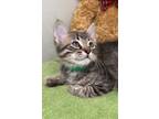 Adopt Mack a Gray or Blue Domestic Longhair / Domestic Shorthair / Mixed cat in