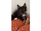 Adopt Gwen a All Black Domestic Longhair / Domestic Shorthair / Mixed cat in