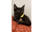 Adopt Acteur a All Black Domestic Longhair / Domestic Shorthair / Mixed cat in