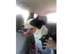 Adopt Groot a Black - with White Border Collie / Australian Cattle Dog / Mixed